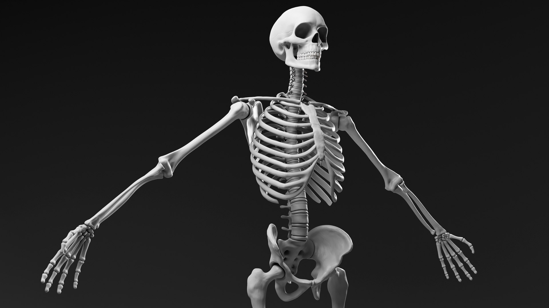 Skeleton basemesh 3D model https://p.turbosquid.com/ts-thumb/32/MOAFL6/fd/render_skeleton_011/jpg/1702461018/1920x1080/fit_q87/15bf757618f4f2385dfb93ca2cf4e408fbfd3564/render_skeleton_011.jpg