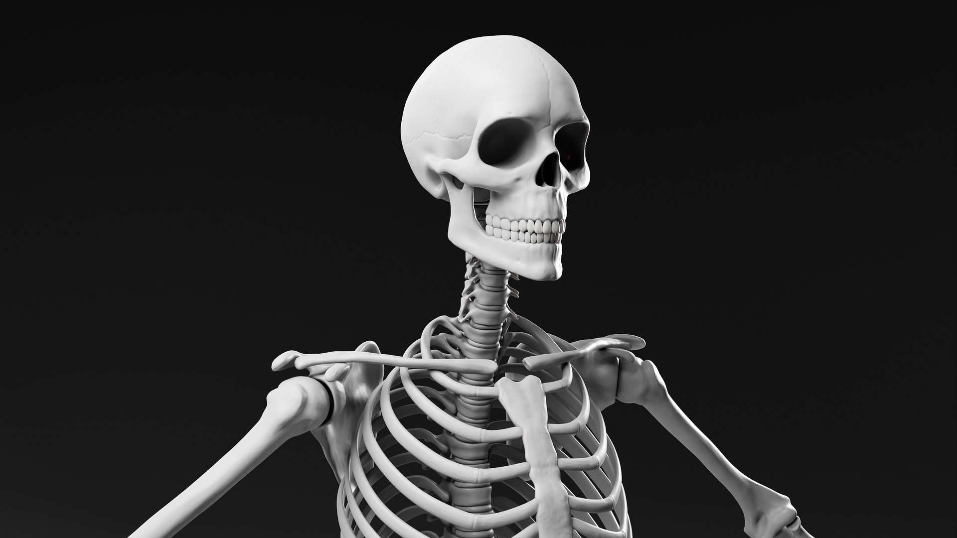 Skeleton basemesh 3D model https://p.turbosquid.com/ts-thumb/32/MOAFL6/o2/render_skeleton_002/jpg/1702461005/1920x1080/fit_q87/2b758aaa2769c67fc1a4a8e23c0c0163f56e1024/render_skeleton_002.jpg