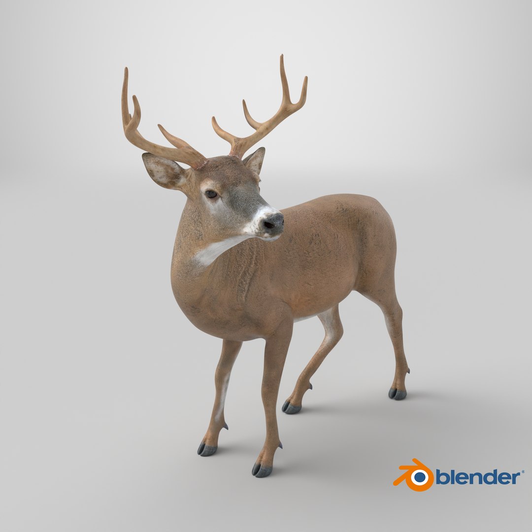 3D Odocoileus Virginianus Standing Pose model https://p.turbosquid.com/ts-thumb/32/MpA04I/0Z/stemcell_blender_cycles_render/png/1747405343/1920x1080/fit_q87/bf9c9b0ef4e73d4507ee7ad73ee799af9232f3ac/stemcell_blender_cycles_render.jpg