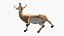 Odocoileus Virginianus Standing Pose