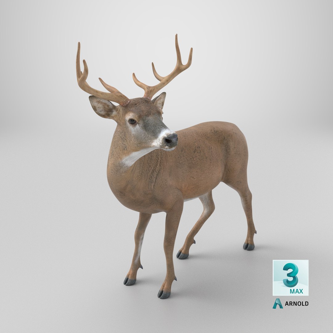 3D Odocoileus Virginianus Standing Pose model https://p.turbosquid.com/ts-thumb/32/MpA04I/HK/stemcell_max_arnold_render/png/1747405354/1920x1080/fit_q87/ff3e4feb6d293269fe60006bc5fb5c75da81d8e2/stemcell_max_arnold_render.jpg