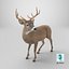 Odocoileus Virginianus Standing Pose