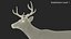 Odocoileus Virginianus Standing Pose