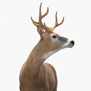 Odocoileus Virginianus Standing Pose