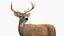 Odocoileus Virginianus Standing Pose