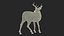 Odocoileus Virginianus Standing Pose