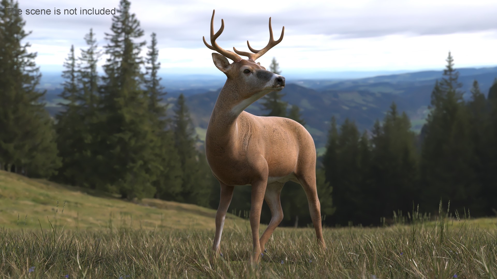 3D Odocoileus Virginianus Standing Pose model https://p.turbosquid.com/ts-thumb/32/MpA04I/UD/odocoileus_virginianus_standing_pose_003/jpg/1743545101/1920x1080/fit_q87/fbce1d5ad851de5d3bca805e5aeb6860c695cffb/odocoileus_virginianus_standing_pose_003.jpg
