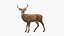 Odocoileus Virginianus Standing Pose