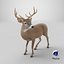 Odocoileus Virginianus Standing Pose