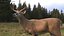 Odocoileus Virginianus Standing Pose