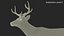 Odocoileus Virginianus Standing Pose