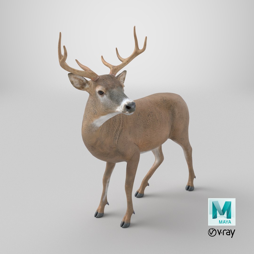 3D Odocoileus Virginianus Standing Pose model https://p.turbosquid.com/ts-thumb/32/MpA04I/ie/stemcell_maya_vray_render/png/1747405347/1920x1080/fit_q87/da8fcb5b6fa6678db6c9e03ef6224fd9c70fd3a9/stemcell_maya_vray_render.jpg