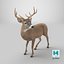 Odocoileus Virginianus Standing Pose