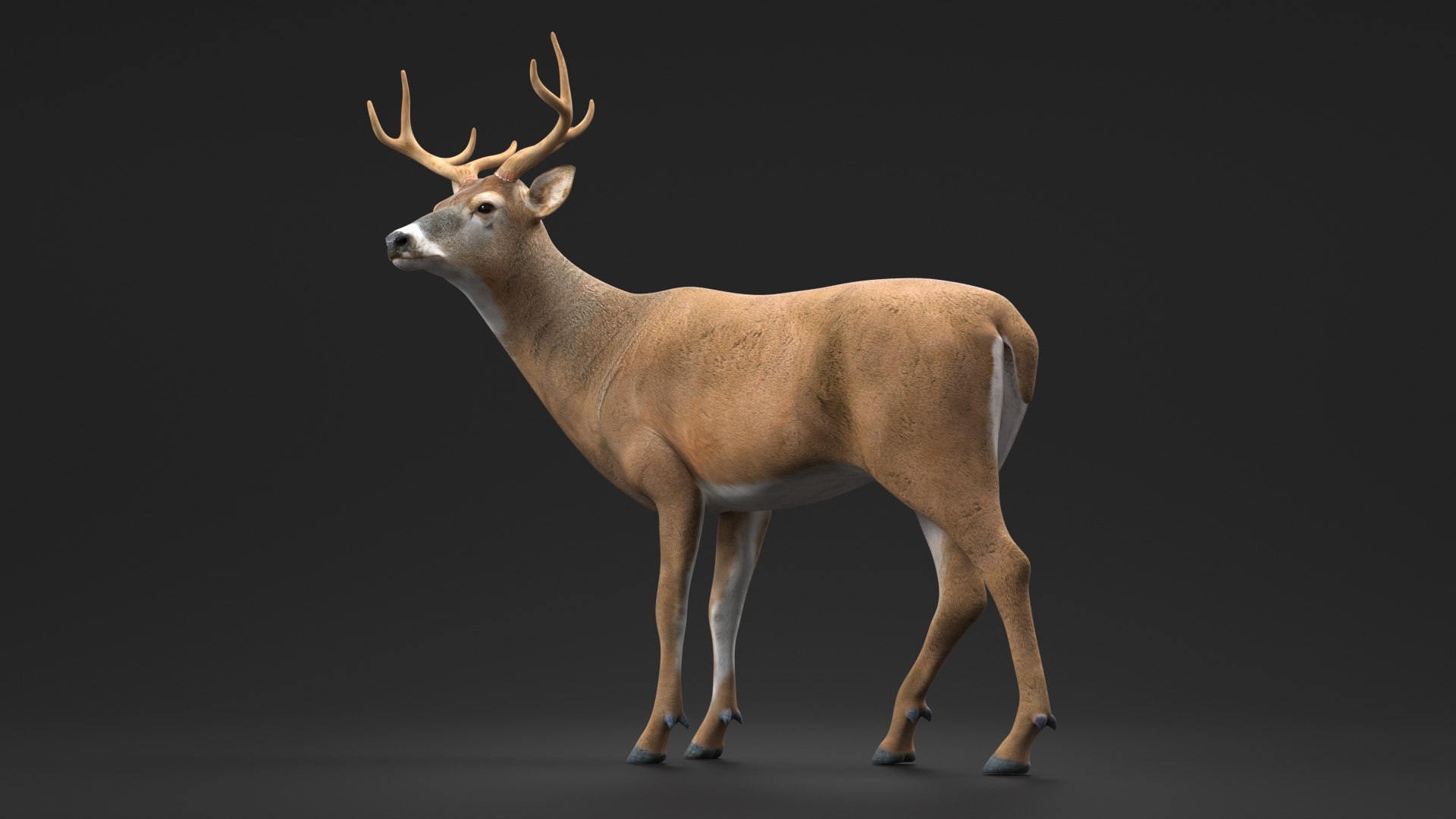 3D Odocoileus Virginianus Standing Pose model https://p.turbosquid.com/ts-thumb/32/MpA04I/vD/odocoileus_virginianus_standing_pose_005/jpg/1743545109/1920x1080/fit_q87/425296d8f8ff9c9f0a5f3949ac0795f2ebb527a1/odocoileus_virginianus_standing_pose_005.jpg