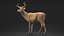 Odocoileus Virginianus Standing Pose