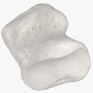 middle phalanx bone little 3D model
