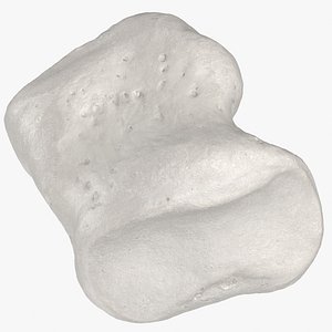 Real  Middle Phalanx Bone of Little Toe 011