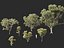 Corymbia aparrerinja - ghost gum