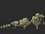 Corymbia aparrerinja - ghost gum