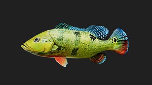 3D model Bass fish