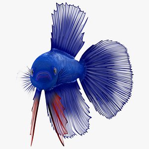 3D Blue Crowntail Betta Fish Swimming Animated Rigged