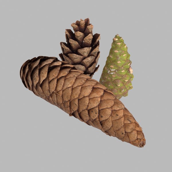 3d fir cone model