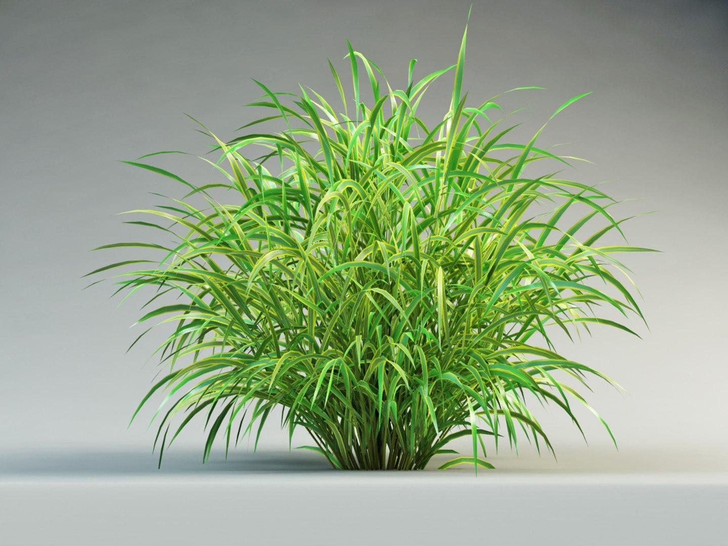 3ds max cordgrass cord-grass https://p.turbosquid.com/ts-thumb/32/hx7SH6/HpUs0Kqc/spartina_10002/jpg/1399448846/1920x1080/fit_q87/5dc38590ac95b13175f6d152a90fed78e87d4f34/spartina_10002.jpg