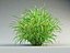 cordgrass cord-grass spatrina grass