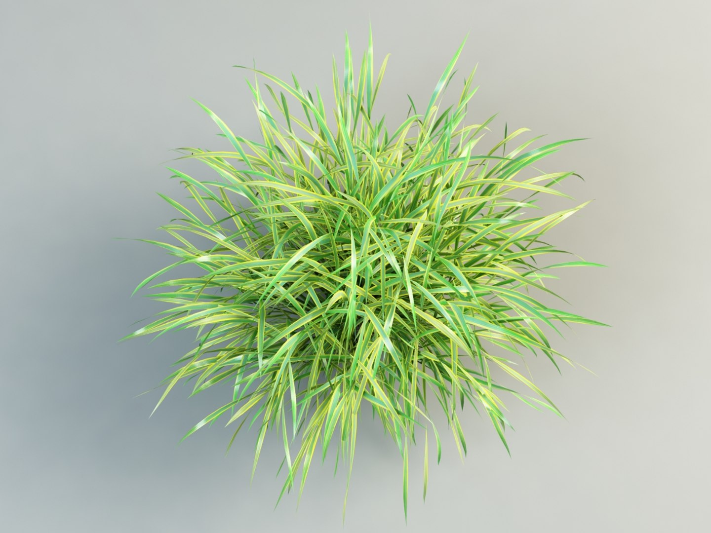3ds max cordgrass cord-grass https://p.turbosquid.com/ts-thumb/32/hx7SH6/ORCnCW7T/spartina_10003/jpg/1399448852/1920x1080/fit_q87/3321f8672c8152878f03747809e5b736bd24137b/spartina_10003.jpg