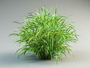 cordgrass cord-grass spatrina grass