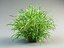 cordgrass cord-grass spatrina grass