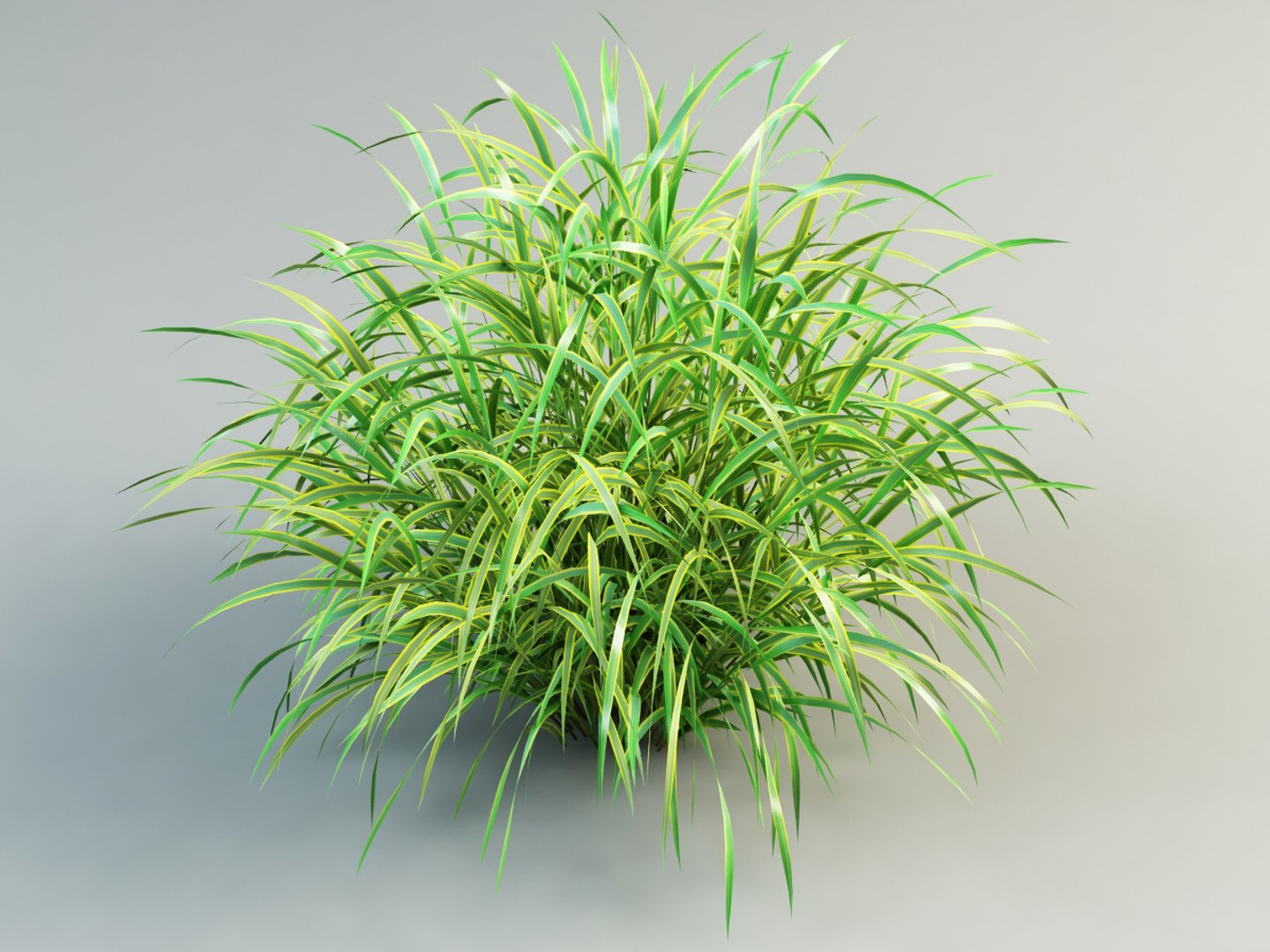 3ds max cordgrass cord-grass https://p.turbosquid.com/ts-thumb/32/hx7SH6/wMNtU1yg/spartina_10001/jpg/1399448841/1920x1080/fit_q87/24885dbcc7d0aa464bafe1a2f221777144443438/spartina_10001.jpg