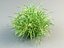 cordgrass cord-grass spatrina grass