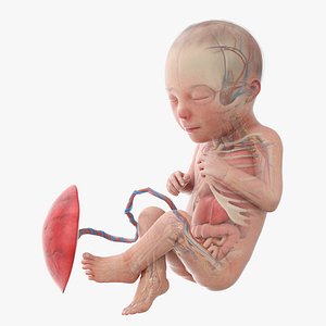 3D Fetus Anatomy Week 30 Animated