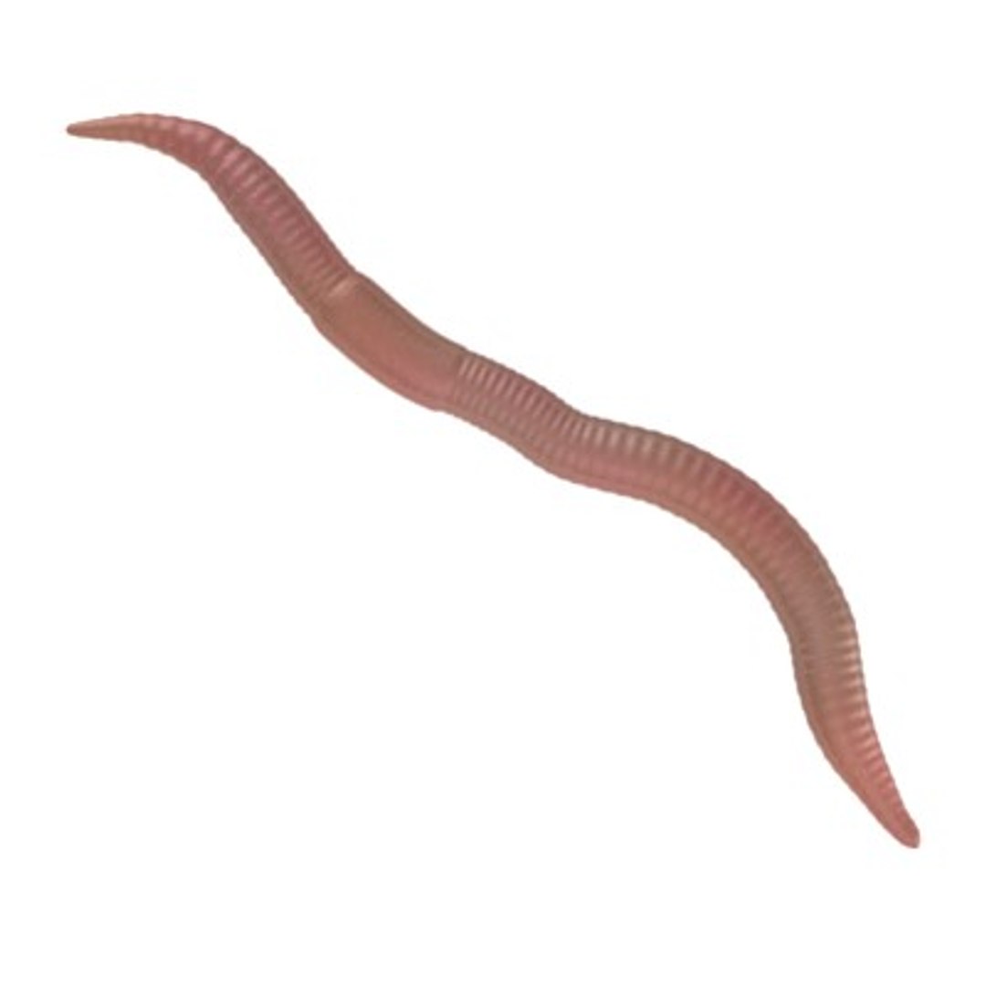 Earth Worm 3d Model