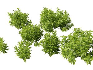 Aucuba japonica - Spotted laurel 3D