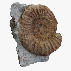 Fossil