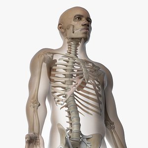 3D skin african male skeleton