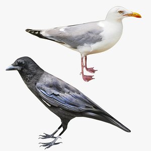 Gull and Crow Collection 3D model