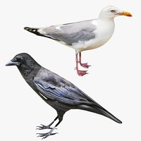 Gull and Crow Collection