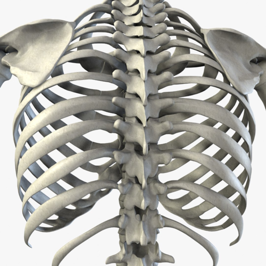 3d Model Human Skeleton Biology Diagrams
