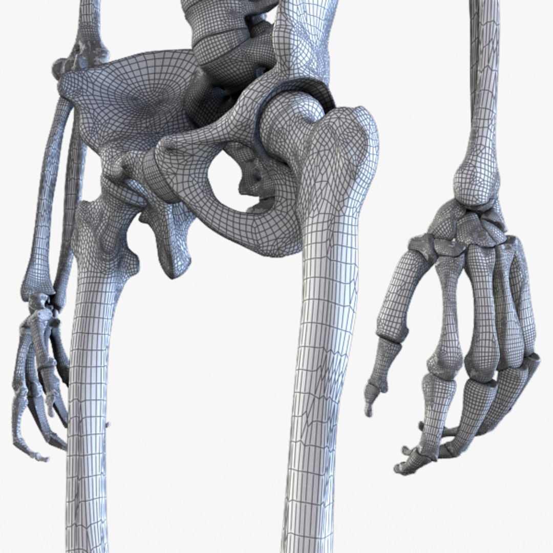 3d Model Human Skeleton Biology Diagrams