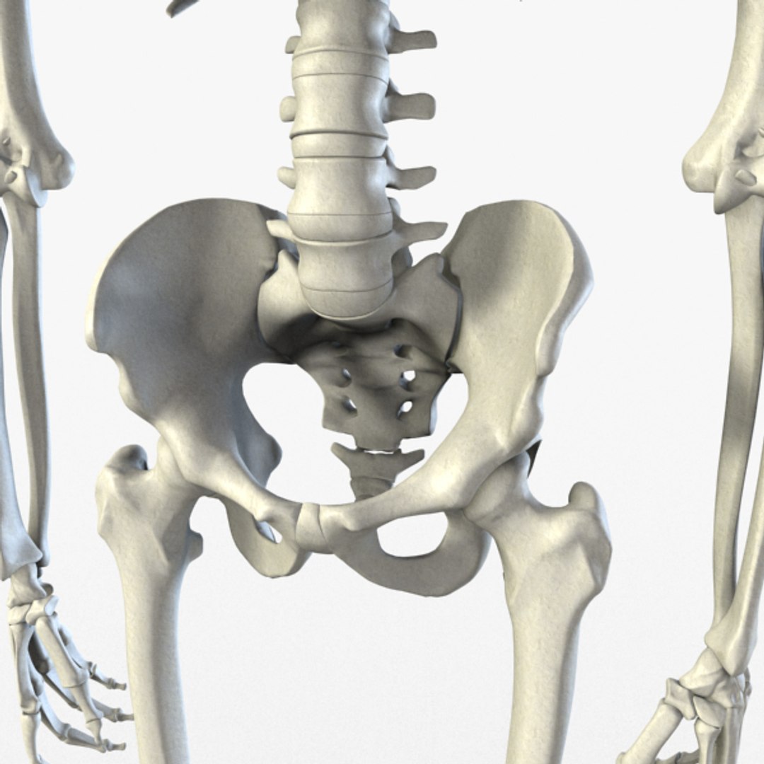 3d Model Human Skeleton Biology Diagrams