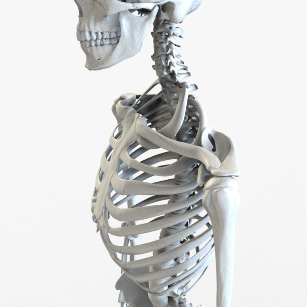 3d Model Human Skeleton Biology Diagrams