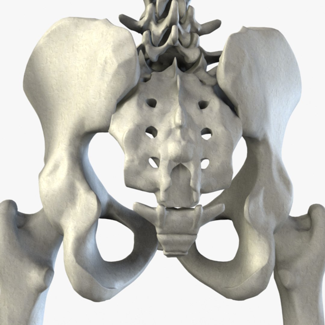 3d Model Human Skeleton Biology Diagrams