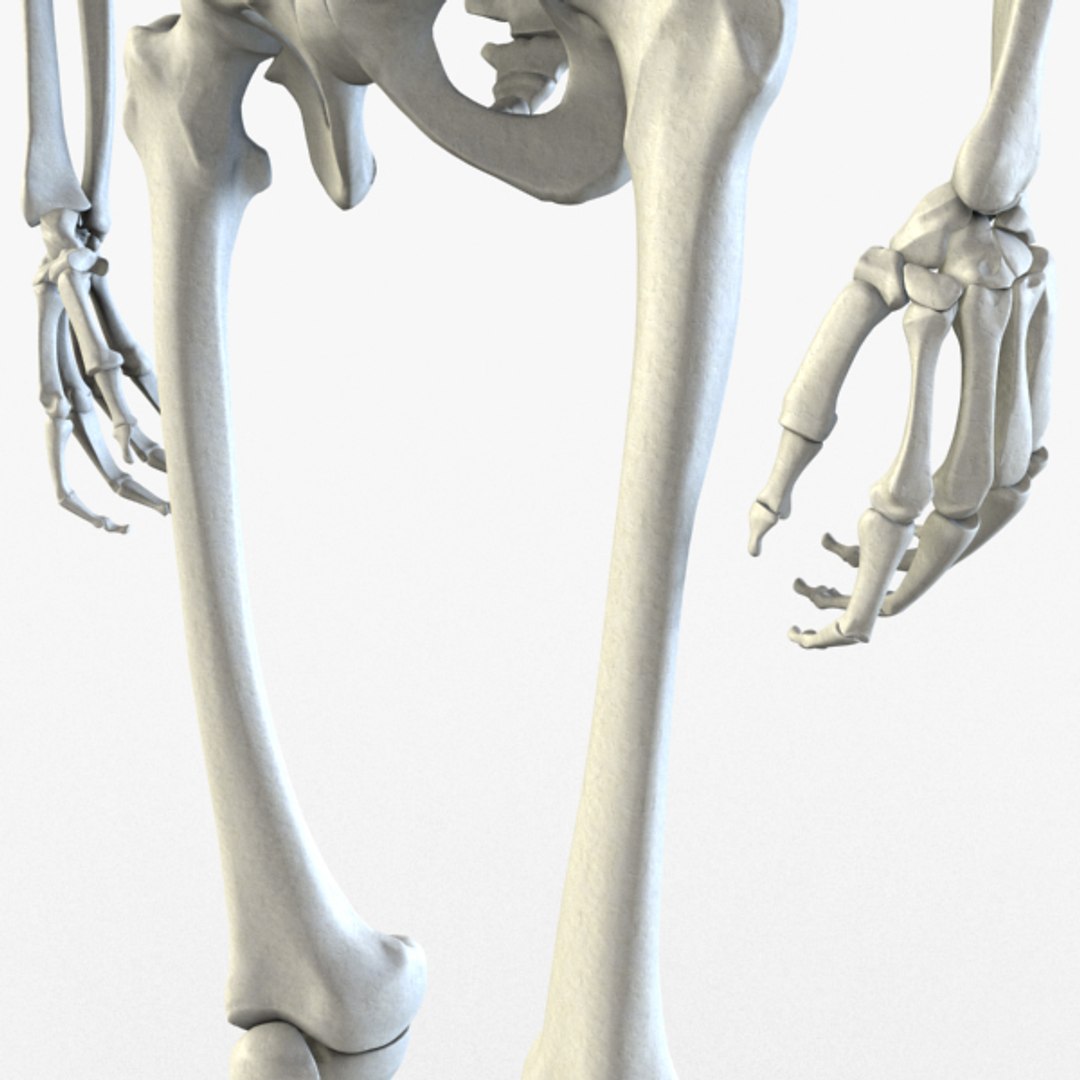 3d Model Human Skeleton Biology Diagrams
