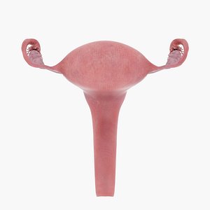 uterus model