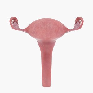 Uterus