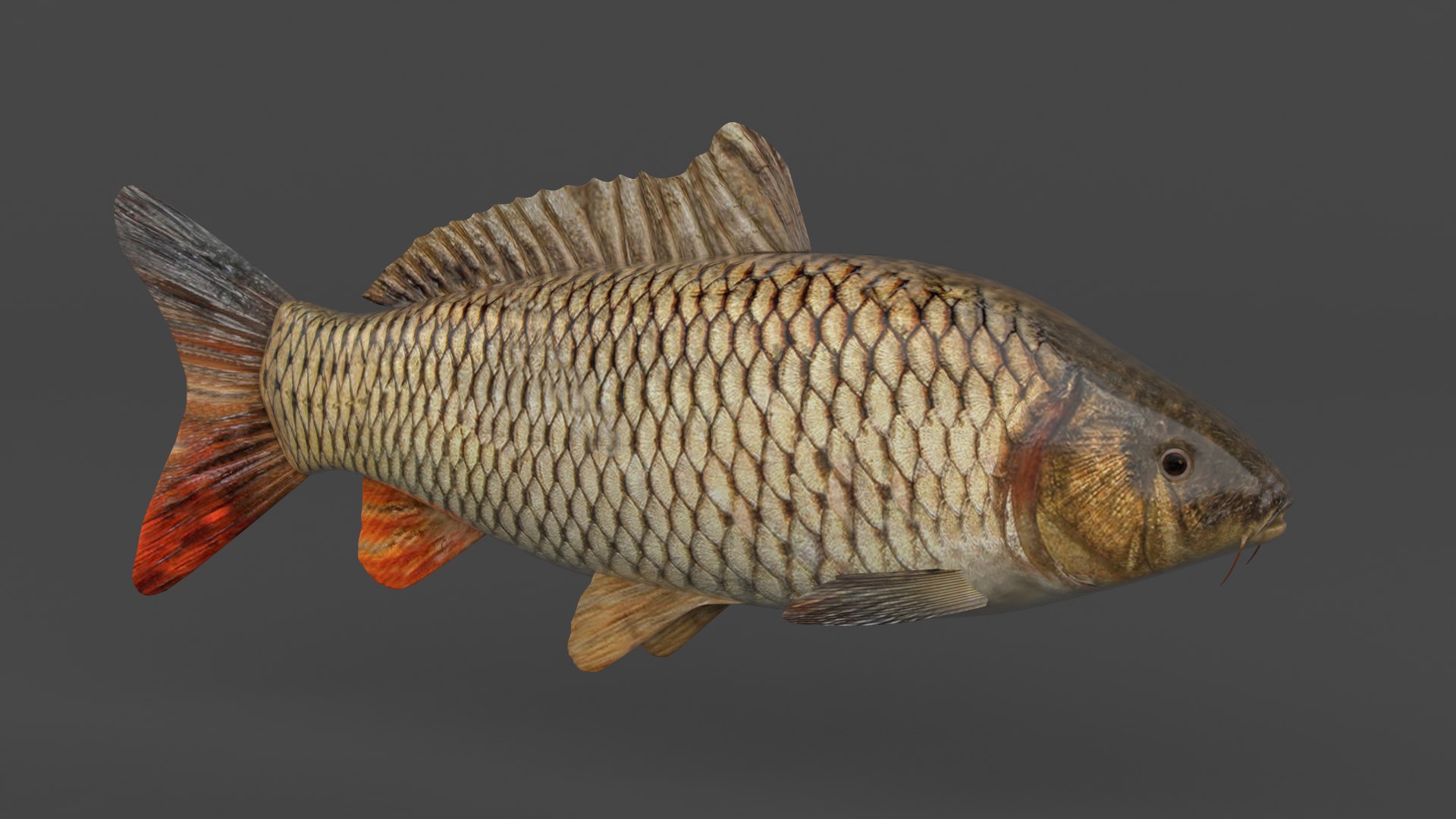 Carp Fish 3D Model - TurboSquid 2028610