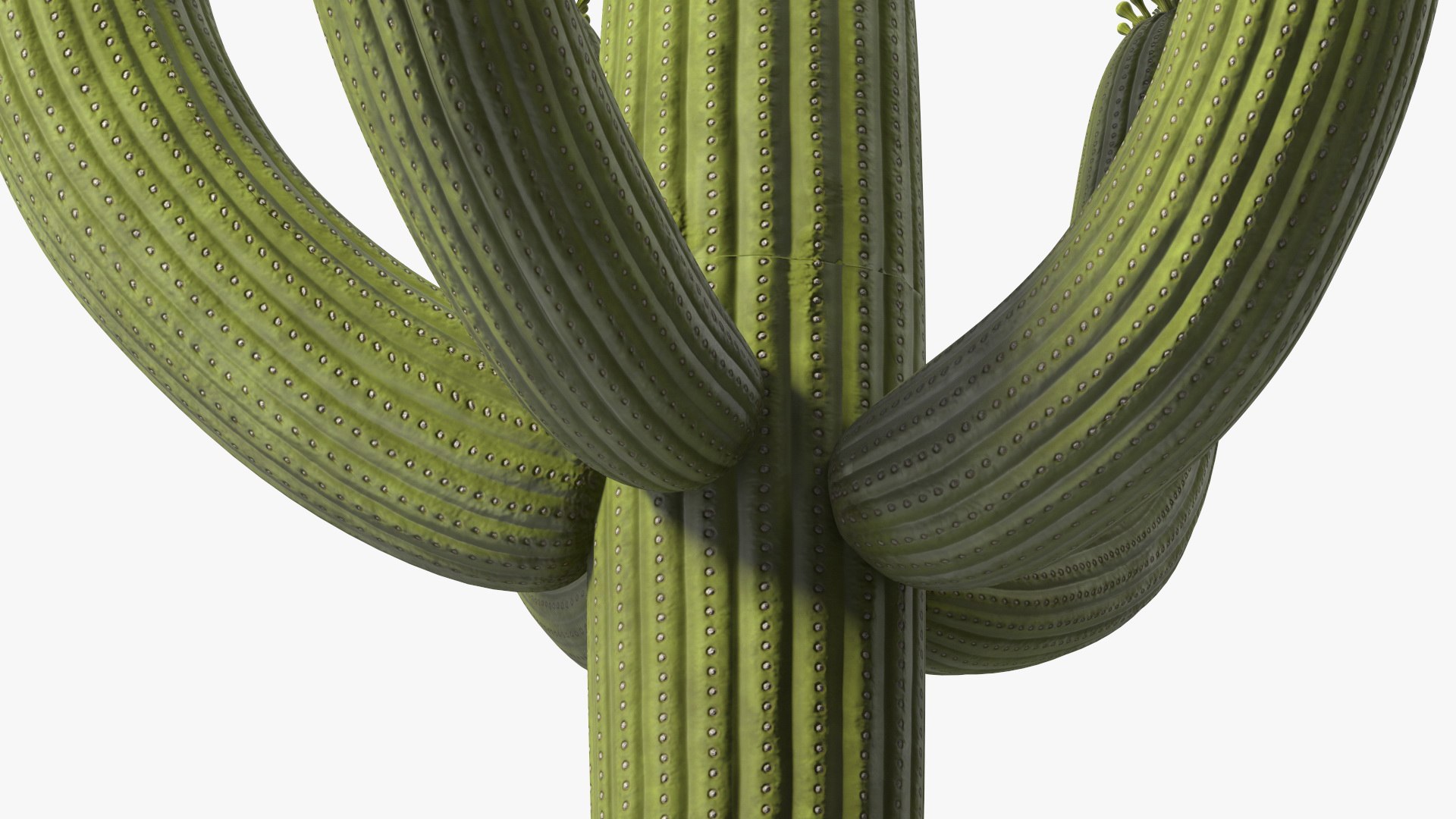 Giant Saguaro Cactus 3D model https://p.turbosquid.com/ts-thumb/34/XNiSKt/7J/giantsaguarocactusmb3dmodel019/jpg/1703094020/1920x1080/fit_q87/9f3012ceae93203325e9c71fc42bc7820e6040f0/giantsaguarocactusmb3dmodel019.jpg